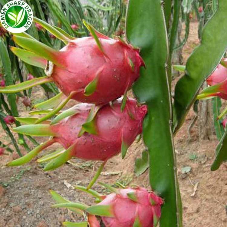 Frozen dragon fruit base for beverage and dessert use