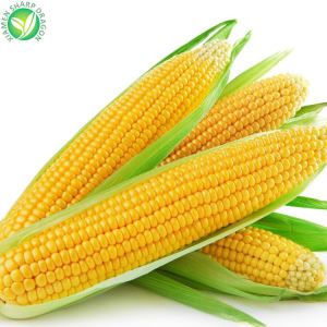 Nutrició de blat de moro groc congelat