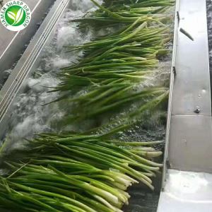 Ceba primavera a la venda