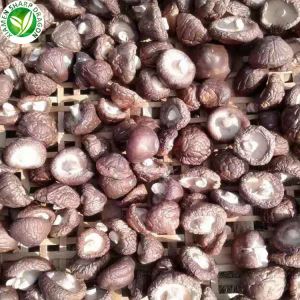 El preu dels bolets de shiitake secs per Kg